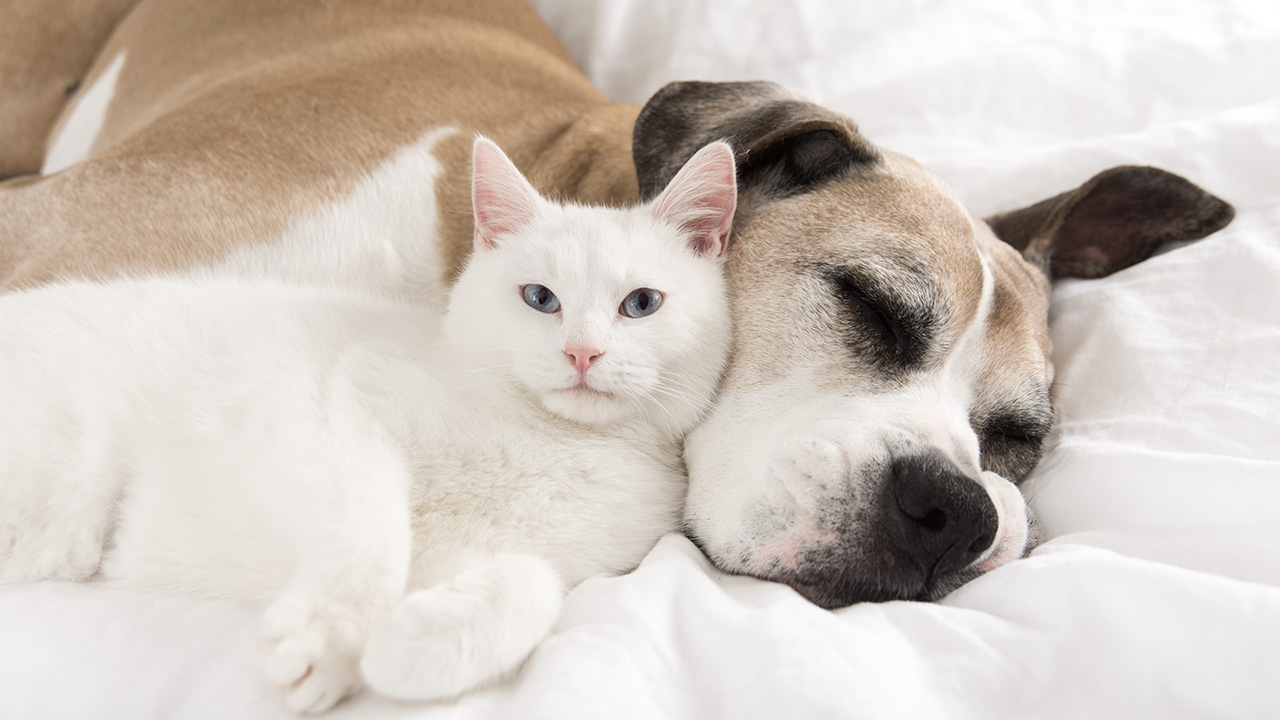 CBD per cani e gatti rilassati. 