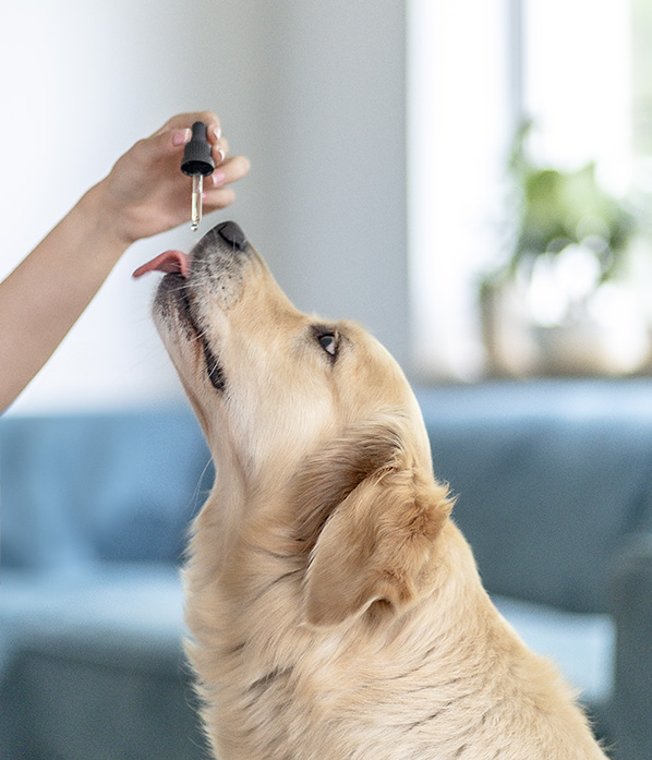 Per sostenere il benessere del cane