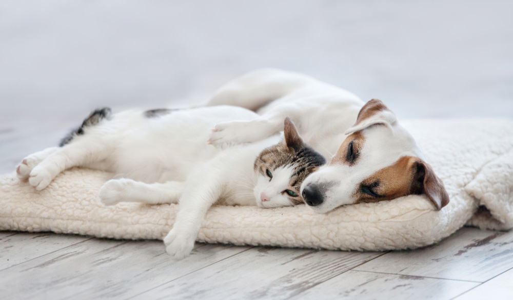 Olio di CBD per cani e gatti: utilizzo e dosaggi