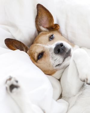 Il CBD per i cani Il CBD per i cani