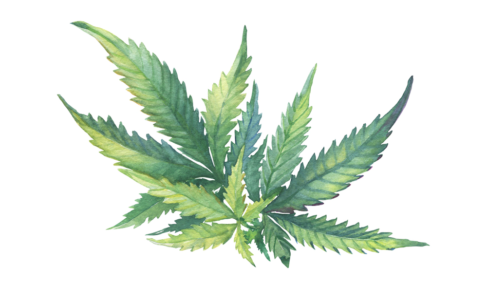 Terpeni di cannabis con effetto particolare