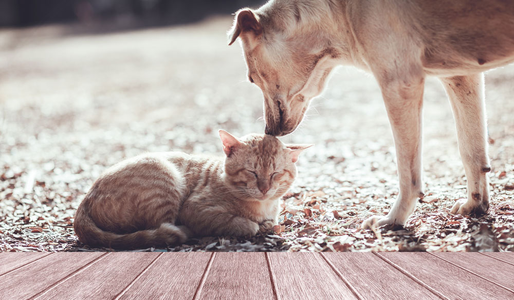 Olio di CBD per cani e gatti