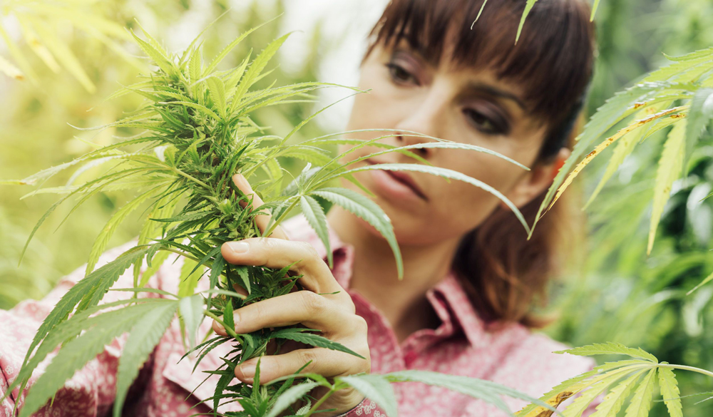 Più di 200 terpeni si trovano nella pianta di cannabis