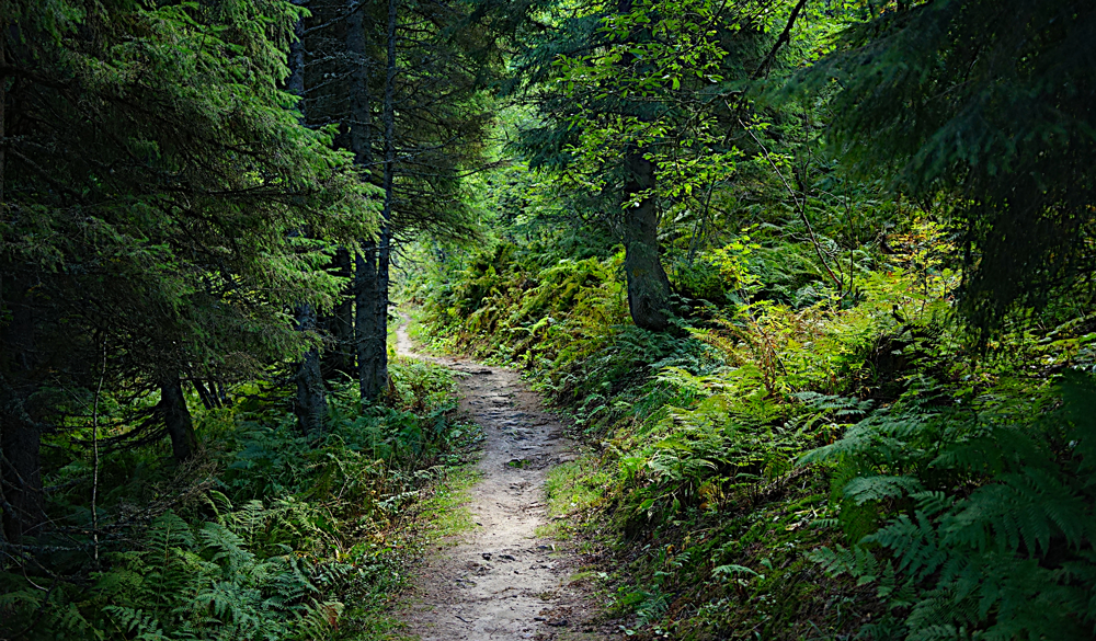 Bagno nella foresta - Rallentamento per corpo e mente