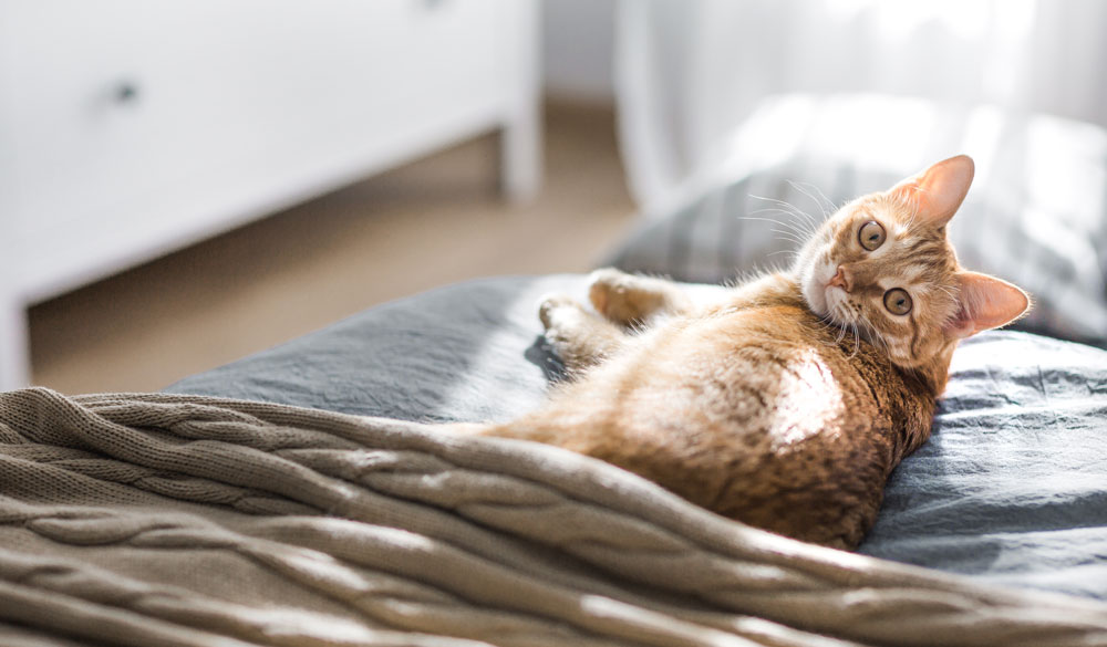 Come fa effetto il CBD dai cani e gatti?