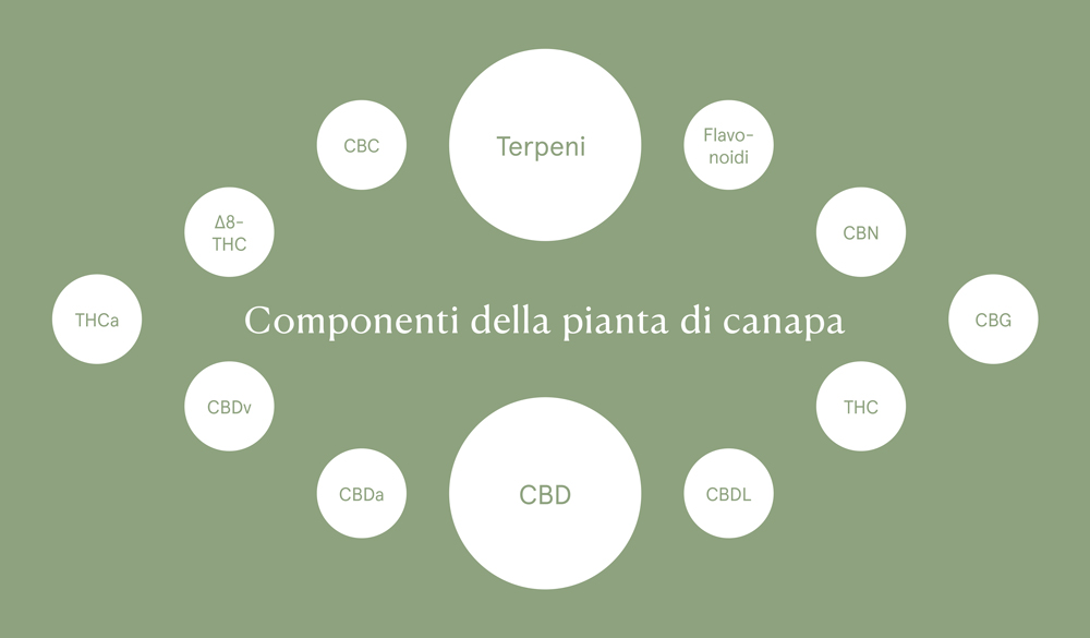 Componenti della pianta di canapa