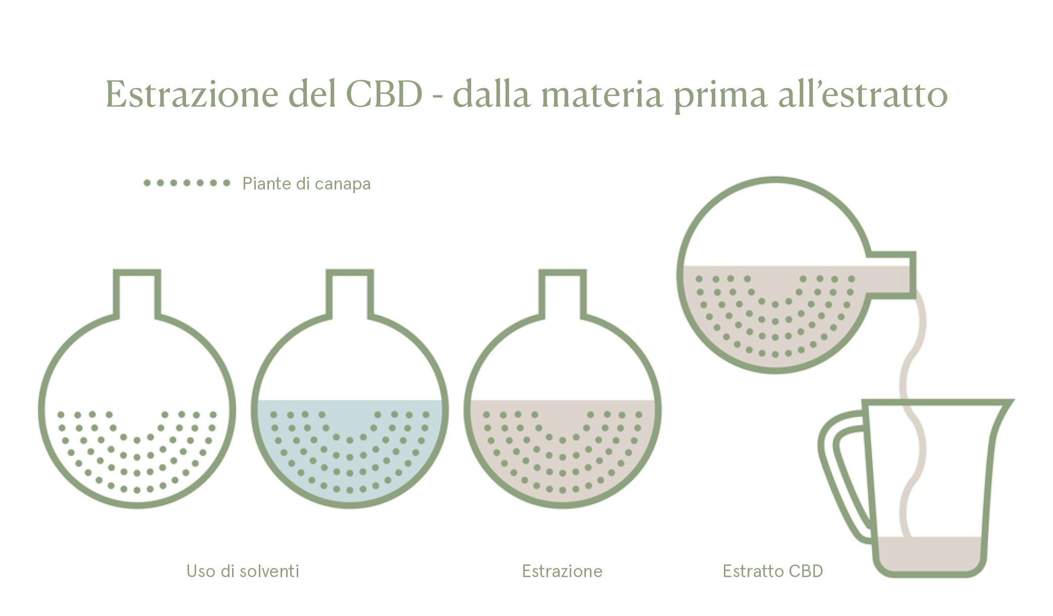 Estrazione del CBD - dalla materia prima all'estratto