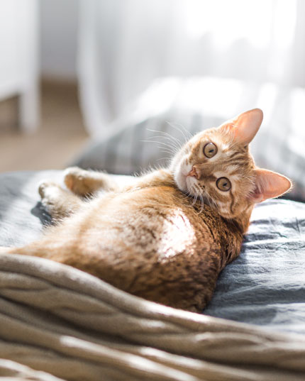 I benefici del CBD per gli animali I benefici del CBD per gli animali